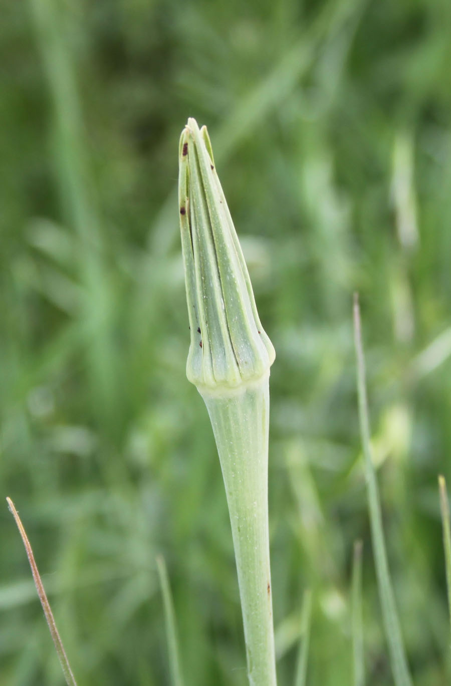 Tragopogon porrifolius / Barba di Becco violetta
